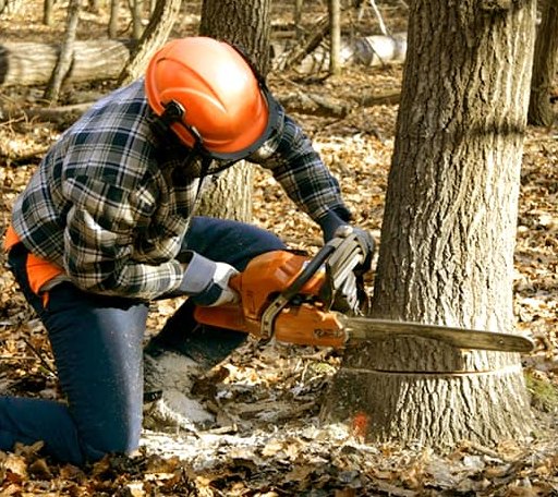 Tree Removal in Webster, NC